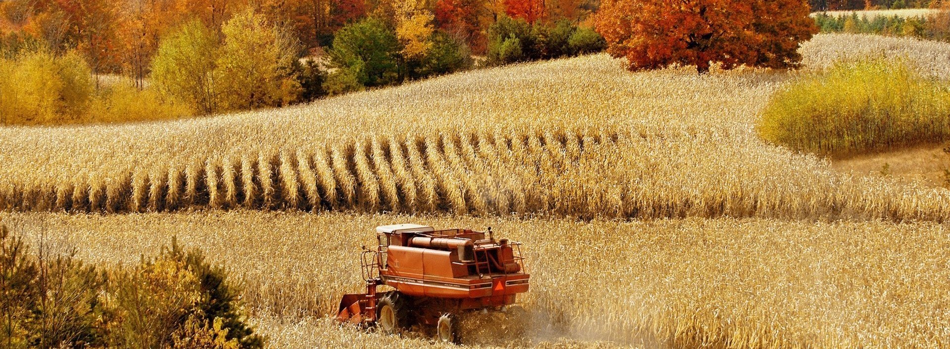 Урожай 1 цена. Сбор урожая в поле. Осеннее поле сельское хозяйство. Осенняя уборка урожая. Сбор урожая осенью.